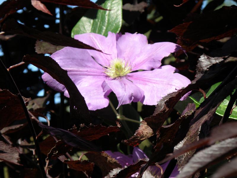 20100813t climatus in andere plant.JPG